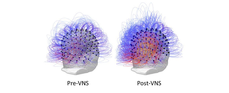 Imagen: Current Biology